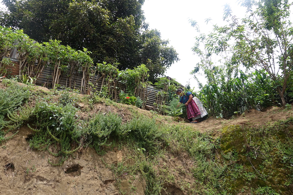 A person in a skirt and apron stands in a garden on a hillside with plants growing on the ground and over a fence.
