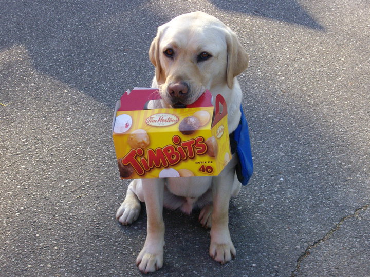 wagthedog.ca