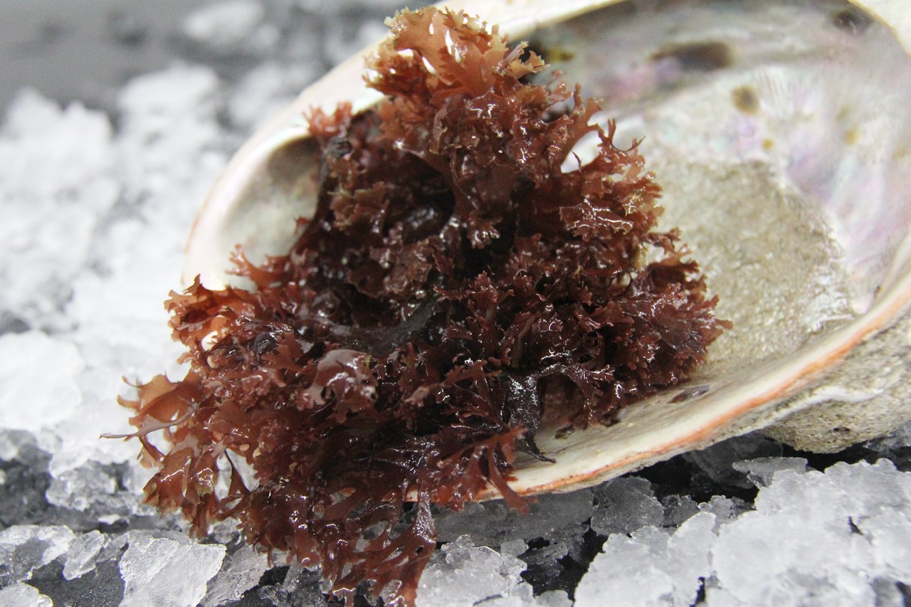 Dulse_IMG_5932_web.jpg