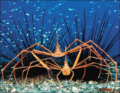 1845596_Spider-Fish_400.jpg