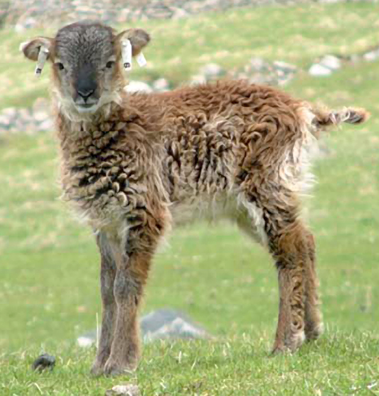 Soay_sheep_lamb.png