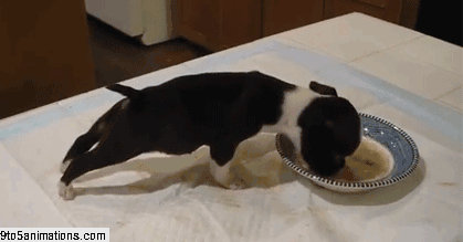 puppy-gif.gif