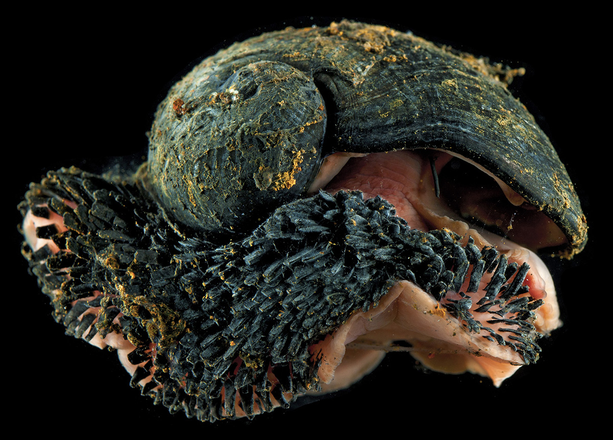 morethanadodo.com