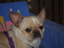 French-Bulldog-Mixed-Chihuahua.jpeg