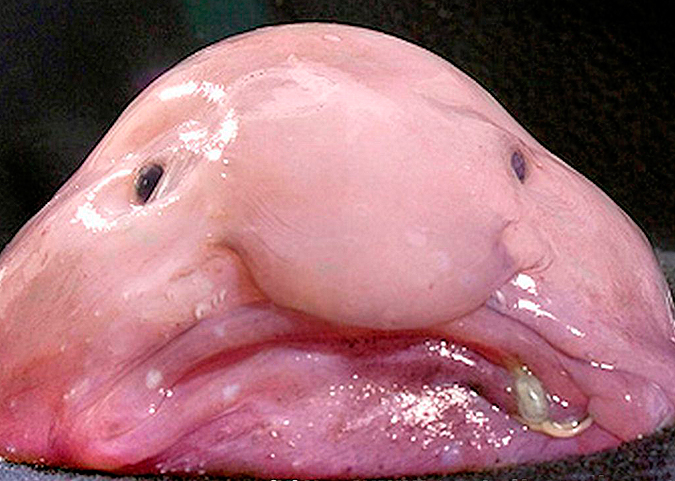 blobfish-psychrolutes-marcidus.jpg