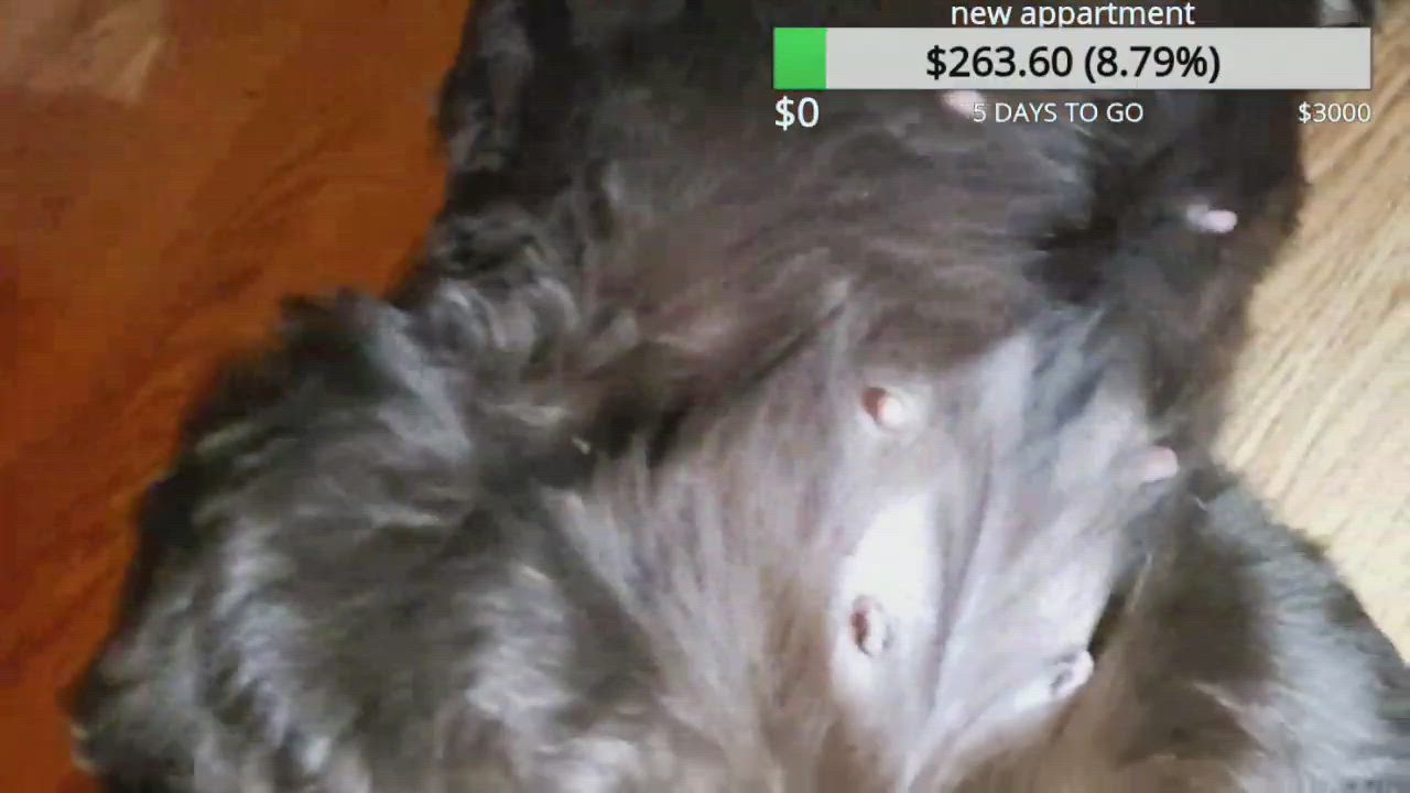 neatclip.com