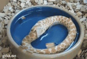 real-life-ouroboros.gif