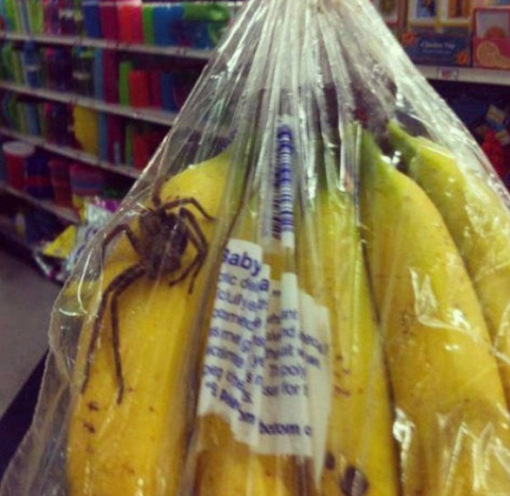 banana-spider.jpg