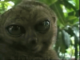 CWyfahd.gif