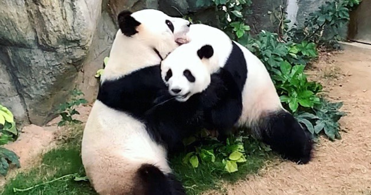mymodernmet.com