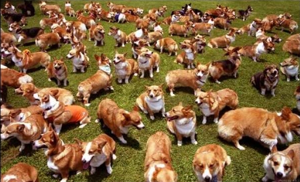lots-of-corgis.jpg