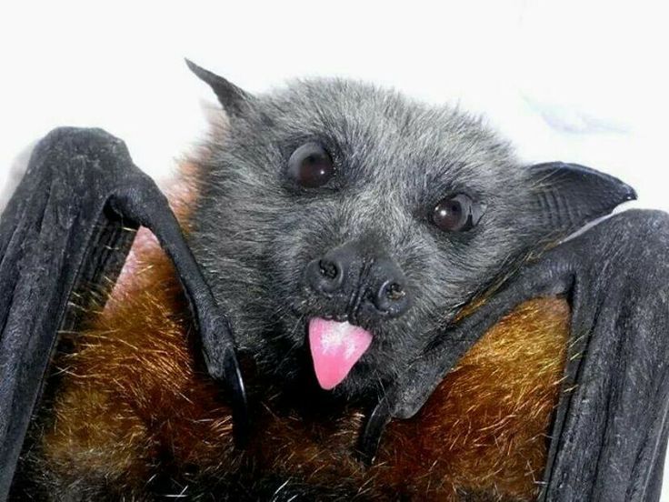 bat-tounge.jpg