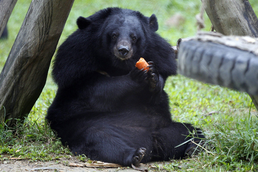 Moon-Bear-Images.jpg