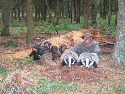 germanbadgerdachs1