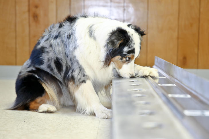www.akc.org
