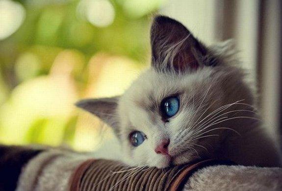 How-to-Leave-your-Cat-Home-Alone.jpg