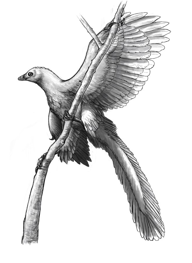 1391297814.ixerin_archie_web.jpg