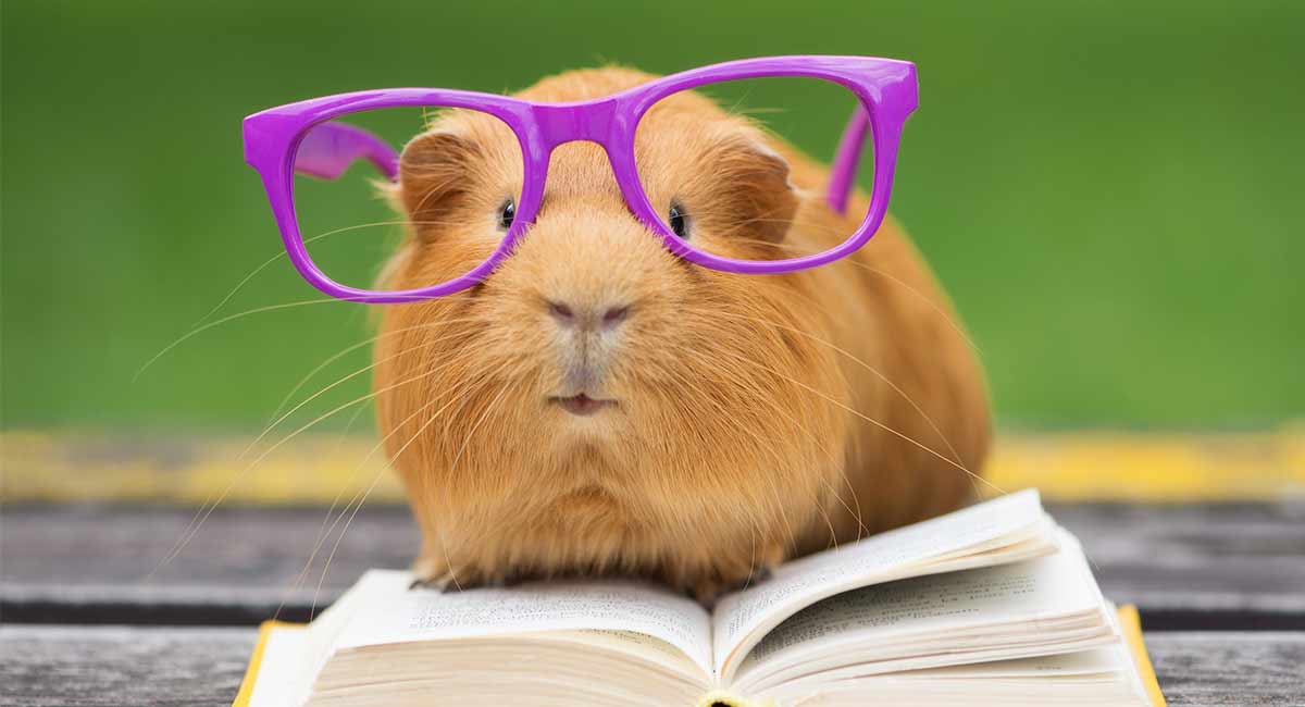 guinea-pig-ringworm-header.jpg