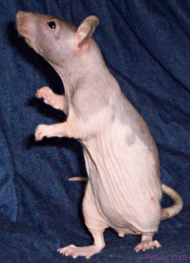 hairless-rat-care.png