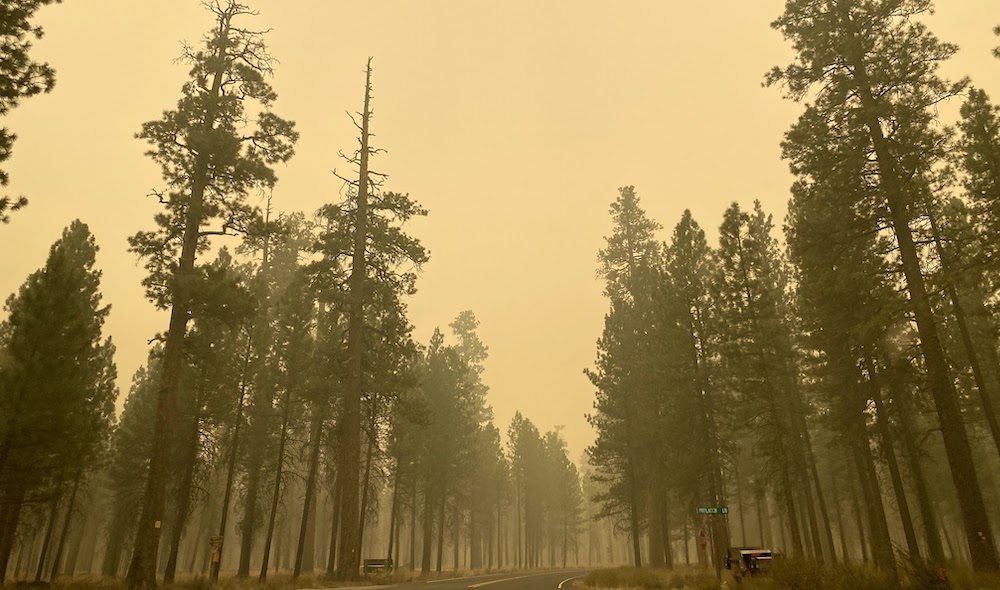 Tall pine trees stand on both sides of a road against a hazy orange sky.