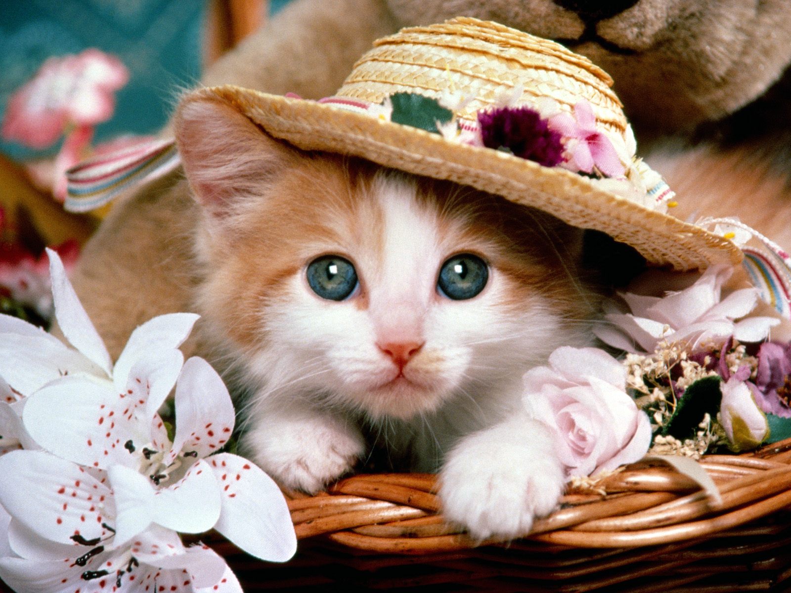 Cat-with-Hat.jpg