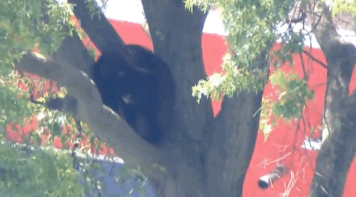 bear-in-tree-nj.gif