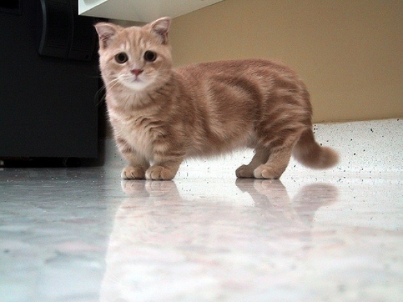 l-This-is-a-munchkin-cat-enjoy.jpg
