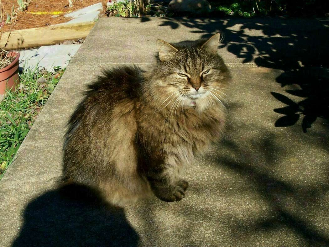 0721-Kitty.JPG