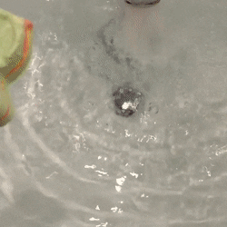 GlossyArcticBuckeyebutterfly-size_restricted.gif