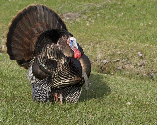 Tennesse-Wild-Life.jpg
