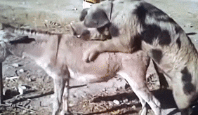 pig-mating-with-donkey-cropped-282-164-1Mb.gif