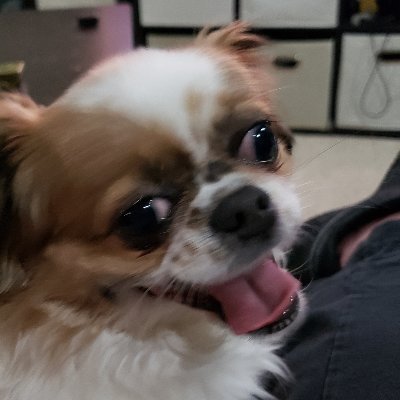twitter.com