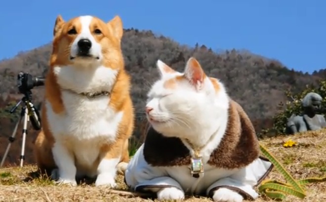 goro-and-cat.jpg