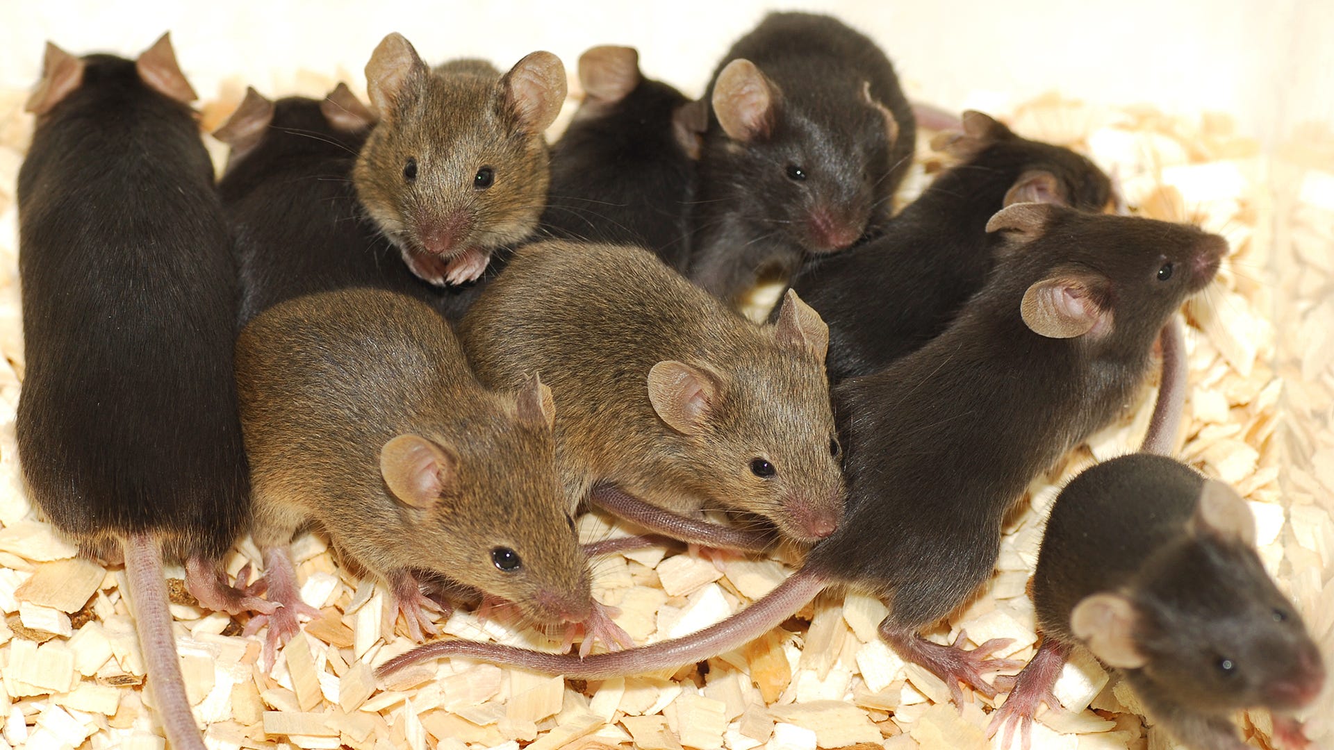 www.victorpest.com