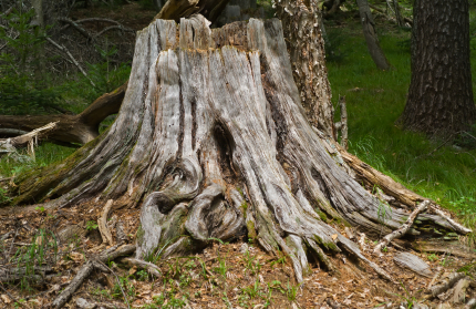 tree-trunk.jpg