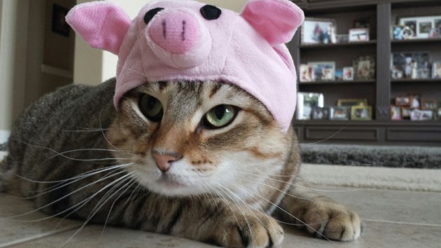 pig-hat-cat.jpeg