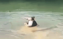 EX9QVuQ.gif